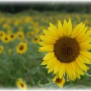 해바라기발전소 이미지