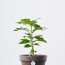 커피나무 이미지