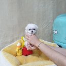 애견천사들 이미지