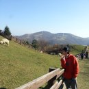 삼 목장 이미지