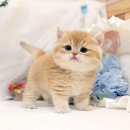 미오미오 고양이분양 네이버블로그