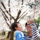 벗꽃 구경 릴레이... 곡성 골프장 가는 길목.. 이미지