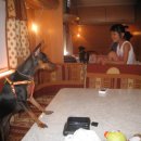 코코팬션 이미지