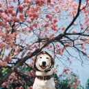 행복한강아지 이미지