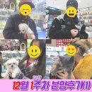 원곡애견미용 | 안산강아지분양/고양이분양 블랙푸들, 화이트푸들, 러시안블루, 말티즈 분양후기!