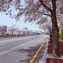 종합운동장 가로수길 이미지