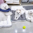 그녀의펫살롱 이미지