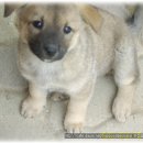 한국진돗개육종연구소 이미지