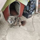 대림영동오토바이 이미지