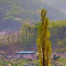 미루나무 이미지