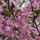 해당화피는아침 | 서부 해당화, 서부 해당화 꽃말, 서부 해당화 효능