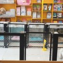 주민이네 복실강아지 이미지