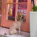 스타덤 펫살롱 이미지