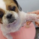 펫피르그루밍 이미지