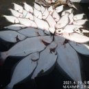 ﻿[군산 비응항 낚시사냥꾼] 고프로에이스호 "대광어 다운샷" 생전 처음낚시에 80cm외4수 자~~알 나와요,, 이미지