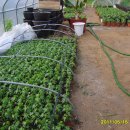 파파야1 이미지