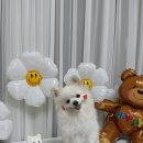 럽코들 네이버블로그