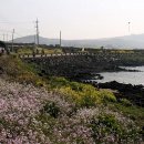섬우