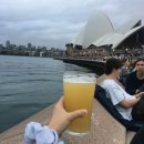 미라클 동물병원 | 25.12 시드니 간접 체험하고 힐링하세요