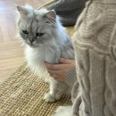 너즐 | 개냥이들 가득한 성수 고양이 카페 너즐 Nuzzle