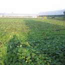 고은농장 이미지