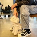 3428 | 아디다스 슈퍼스타 82 블랙 (GY3428) 착용 후기 착샷 사이즈 가격 데일리 신발 추천