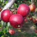 하늘샘농장 이미지