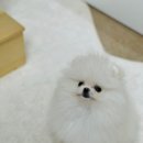 강아지랑나랑 이미지