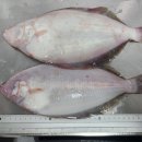 신안홍어 이미지