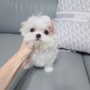 베리하우스 켄넬 이미지