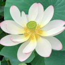 주지스님과 함께하는 백중 합동 49재 2재 ＜ 7. 25 (토) ＞ 이미지