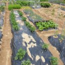 효기농장 이미지