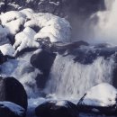 시현애견사랑 이미지