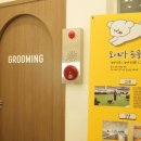 대구애견미용 모여라솜뭉치 이미지