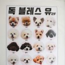 독 블레스 유 이미지