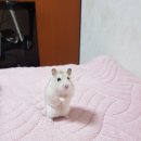 NR-30[증산로]-하-6 | 2025 설레임런 : 달리면서 열 받는 러닝대회 5K 후기