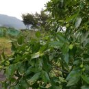 상미농장 이미지