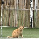 설레인 | 애견동반 가능한 설레인 풀빌라 글램핑 펜션 후기