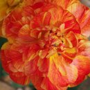 꽃집민박 이미지