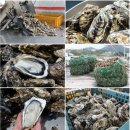 아뿔싸! 가성비 좋은!​ 선어자숙 대게 &amp; 킹크랩 오늘 초특가 공급!