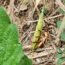 양지초등학교정문 앞 이미지