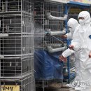 또닭또닭 이미지