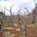 조삼만농장 이미지