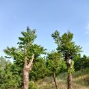 고목나무 이미지