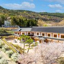 배꽃향기종수원 | "화담숲 안 부러운 꽃터널" 보령 무궁화수목원, 170m 배꽃·조팝길 장관