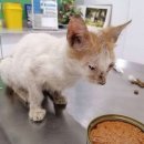 작은 친구 동물병원 이미지