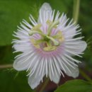 시계초(Passiflora) 종류 모음(정원사님 사진) 이미지