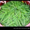 솔잎 이미지