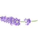 바나프레소도산