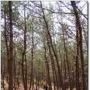 바다와솔숲 이미지